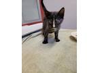 Adopt Lelu a All Black Domestic Shorthair / Domestic Shorthair / Mixed cat in