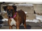 Adopt Buttercup *Adoption Pending* a Tan/Yellow/Fawn Boxer / Mixed dog in