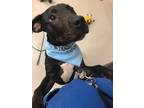 Adopt Jet a Gray/Blue/Silver/Salt & Pepper American Pit Bull Terrier / Mixed dog