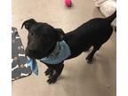 Adopt Jet a Gray/Blue/Silver/Salt & Pepper American Pit Bull Terrier / Mixed dog