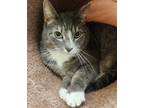 Adopt Gravy a Gray or Blue Domestic Shorthair / Domestic Shorthair / Mixed cat
