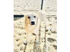 Adopt Marco a Tan/Yellow/Fawn Labrador Retriever / Shepherd (Unknown Type) /