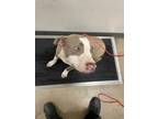 Adopt Stagecoach a Brindle American Pit Bull Terrier / Mixed Breed (Medium) /