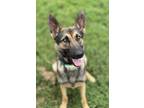 Adopt Troy a Black German Shepherd Dog / Mixed dog in Irving, TX (41466156)