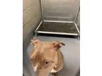 Adopt Chelsea a Tan/Yellow/Fawn American Pit Bull Terrier / Mixed dog in Irving