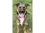Adopt Walker Texas Ranger a Black German Shepherd Dog / Mixed dog in Irving