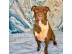 Adopt NAPOLEON a Mixed Breed