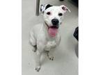 Adopt Dutchess a White American Pit Bull Terrier / Mixed dog in Irving