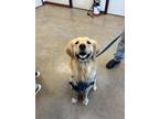 Adopt Lucky a Red/Golden/Orange/Chestnut Golden Retriever / Mixed dog in Irving