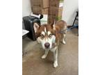 Adopt Cinnamon a Brindle Husky / Mixed Breed (Medium) / Mixed (short coat) dog