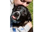 Adopt Jed ~ meet me! a Black - with White Labrador Retriever / Australian Cattle
