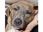 Adopt Clover ~ meet me! a Brindle - with White Boxer / Weimaraner / Mixed dog in