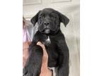Adopt Elvis a Black - with White Labrador Retriever / Mixed dog in Memphis