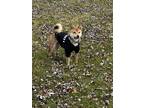 Adopt Mochi a Red/Golden/Orange/Chestnut - with White Shiba Inu / Mixed dog in