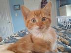 Adopt Rutger a Orange or Red Tabby Tabby (short coat) cat in Fairborn
