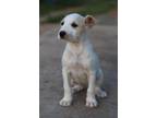 Adopt Blake a Tan/Yellow/Fawn - with White Chiweenie / Miniature Poodle / Mixed