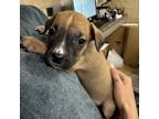 Adopt Cashew a Pit Bull Terrier, Dachshund