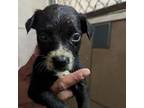 Adopt Onyx a Dachshund, Pit Bull Terrier