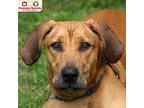 Adopt Krush a Tan/Yellow/Fawn Hound (Unknown Type) / Mixed Breed (Medium) /