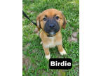 Adopt Birdie a Brindle Labrador Retriever / Black Mouth Cur / Mixed (short coat)