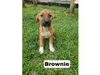 Adopt Brownie a Brindle Labrador Retriever / Black Mouth Cur / Mixed (short