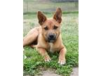 Adopt Pia a Red/Golden/Orange/Chestnut Mixed Breed (Large) / Mixed dog in