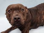 Adopt Maggie a Black American Staffordshire Terrier / Mixed dog in Golden