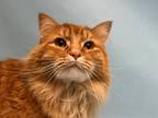 Adopt Simba a Orange or Red Domestic Longhair / Domestic Shorthair / Mixed cat