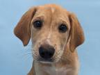 Adopt Dandelion a Tan/Yellow/Fawn Labrador Retriever / Hound (Unknown Type) /