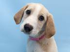Adopt Don't Stop Retrieving a Tan/Yellow/Fawn Labrador Retriever / Hound