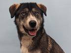 Adopt Parker a Black Husky / Mixed dog in Golden Valley, MN (41466132)