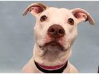 Adopt Clementine a White American Pit Bull Terrier / Mixed dog in Golden Valley