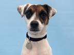 Adopt Kiwi a White Jack Russell Terrier / Mixed dog in Golden Valley