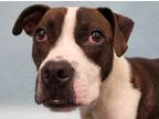 Adopt Boo a Black American Pit Bull Terrier / Mixed Breed (Medium) / Mixed