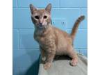 Adopt (Found) Simba a Domestic Short Hair