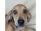 Adopt Raccoon a Coonhound