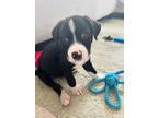 Adopt Indiana Bones a Black - with White Labrador Retriever / Boxer / Mixed dog