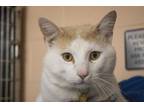 Adopt Nando a Domestic Short Hair