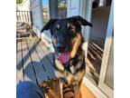 Adopt Dallas a Black German Shepherd Dog / Mixed Breed (Medium) dog in