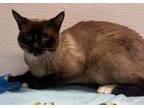 Adopt Michael a Siamese, Domestic Short Hair