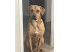 Adopt Ace a Tan/Yellow/Fawn - with White Great Pyrenees / Doberman Pinscher /