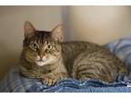 Adopt Samira a Brown Tabby Domestic Shorthair (short coat) cat in Grayslake