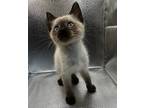 Adopt Campino a White (Mostly) Siamese (short coat) cat in San Diego