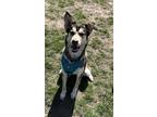 Adopt Trip a Husky / Mixed Breed (Medium) / Mixed dog in South Bend