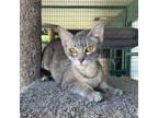 Adopt Dana a Gray, Blue or Silver Tabby Domestic Shorthair cat in Lathrop