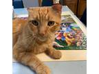 Adopt Evan a Orange or Red (Mostly) Domestic Shorthair cat in Richardson