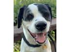 Adopt Popeye a Black - with White Boxer / Labrador Retriever / Mixed dog in