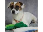 Adopt Leon 5082 a Black - with White Jack Russell Terrier / Mixed Breed (Medium)