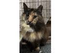 Adopt Maizy a Calico or Dilute Calico Calico (long coat) cat in Staten Island