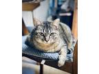 Adopt Barbarella a Brown Tabby Tabby / Mixed (medium coat) cat in San Antonio